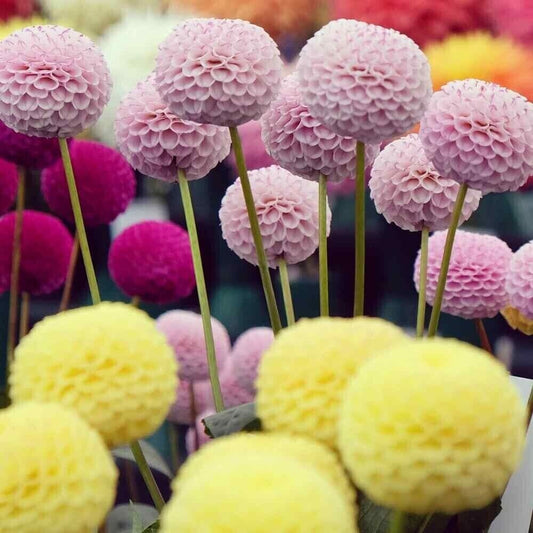 Green River Pompom Dahlia Perennial Flowers Seeds – 25 Premium Dahlia Flower Seeds for Bouquets, Borders & Pots – Vibrant Summer Blooms with green Foliage – Full Sun Cottage Garden & Pollinator-Friendly Premium Seed Pack