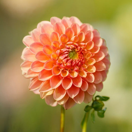 Green River Nicky Dahlia Perennial Flowers Seeds – 25 Premium Dahlia Flower Seeds for Bouquets, Borders & Pots – Vibrant Summer Blooms with green Foliage – Full Sun Cottage Garden & Pollinator-Friendly Premium Seed Pack