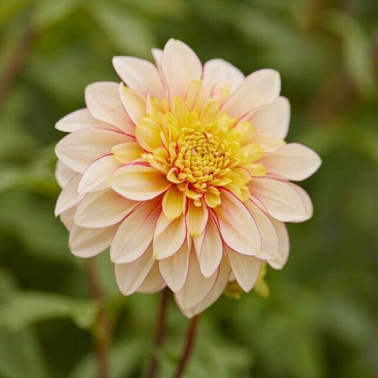 Green River Anemone Polka Dahlia Perennial Flowers Seeds – 25 Premium Dahlia Flower Seeds for Bouquets, Borders & Pots – Vibrant Summer Blooms with green Foliage – Full Sun Cottage Garden & Pollinator-Friendly Premium Seed Pack