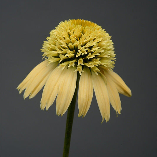 Green River 50 Lemon Cream Coneflower Seeds - Drought-Tolerant Decor Seeds for Pollinator Gardens, Perennial Blooms, Ideal for Summer Conditions