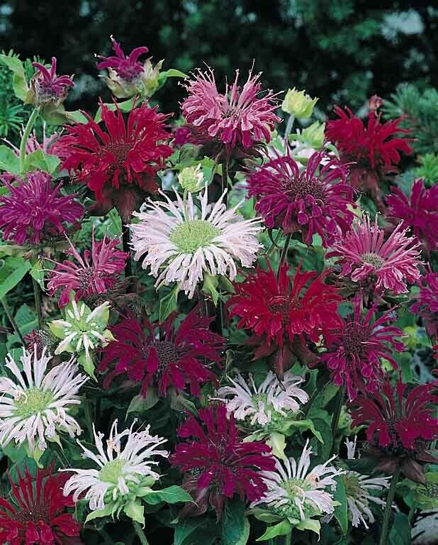 Green River 100 Panaroma Mix Bee Balm Seeds Premium Perennial Flower Seeds for Pollinator Gardens & Cut Flowers Drought-Tolerant Deer Resistant Fragrant Purple Blooms Ideal for Outdoor Gardening Containers & Wildlife Habitats