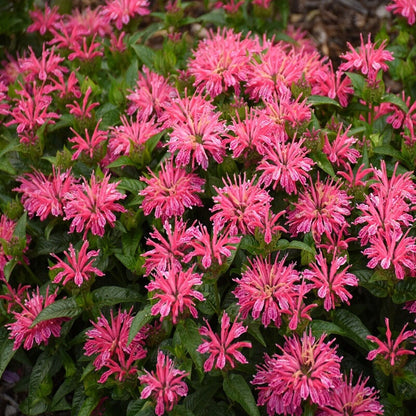 Green River 100 Lady Pink Bee Balm Seeds Premium Perennial Flower Seeds for Pollinator Gardens & Cut Flowers Drought-Tolerant Deer Resistant Fragrant Purple Blooms Ideal for Outdoor Gardening Containers & Wildlife Habitats
