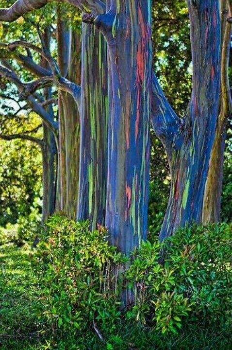Green River 50 Rainbow Eucalyptus Seeds – Premium Fragrant Seeds for Gardening, Bouquets & Wreaths – Fast-Growing, Drought-Tolerant Ornamental Plant – Ideal for Flower Beds, Containers & Cottage Garden Decor