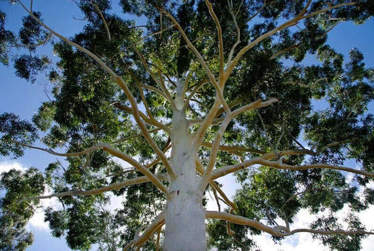 Green River 50 Grandis Eucalyptus Seeds – Premium Fragrant Seeds for Gardening, Bouquets & Wreaths – Fast-Growing, Drought-Tolerant Ornamental Plant – Ideal for Flower Beds, Containers & Cottage Garden Decor