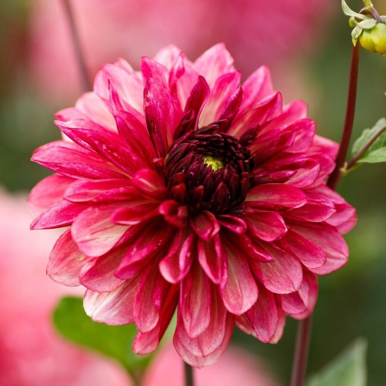 flower seeds full sun Green River Bacardi Dahlia Perennial Flowers Seeds – 25 Premium Dahlia – Green River Seeds