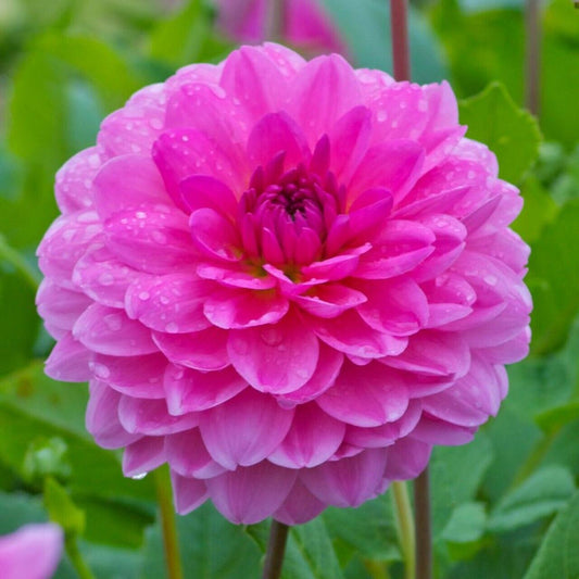 Green River Rosella Dahlia Perennial Flowers Seeds – 25 Premium Dahlia Flower Seeds for Bouquets, Borders & Pots – Vibrant Summer Blooms with green Foliage – Full Sun Cottage Garden & Pollinator-Friendly Premium Seed Pack