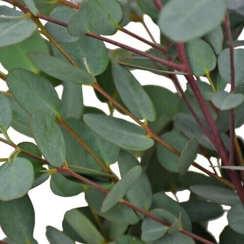 Green River 50 Moon Lagoon Eucalyptus Seeds – Premium Fragrant Seeds for Gardening, Bouquets & Wreaths – Fast-Growing, Drought-Tolerant Ornamental Plant – Ideal for Flower Beds, Containers & Cottage Garden Decor