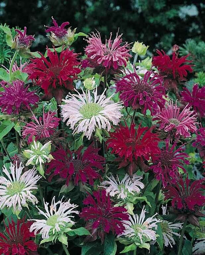 Green River 100 Panaroma Mix Bee Balm Seeds Premium Perennial Flower Seeds for Pollinator Gardens & Cut Flowers Drought-Tolerant Deer Resistant Fragrant Purple Blooms Ideal for Outdoor Gardening Containers & Wildlife Habitats