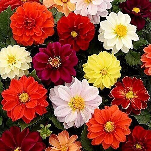Green River Unwins Bedding Dahlia Perennial Flowers Seeds – 25 Premium Dahlia Flower Seeds for Bouquets, Borders & Pots – Vibrant Summer Blooms with green Foliage – Full Sun Cottage Garden & Pollinator-Friendly Premium Seed Pack