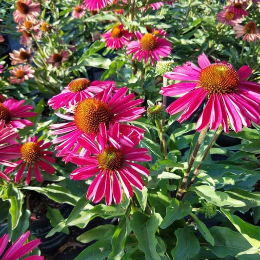 Green River 50 Kissmet Raspberry Coneflower Seeds - Drought-Tolerant Decor Seeds for Pollinator Gardens, Perennial Blooms, Ideal for Summer Conditions