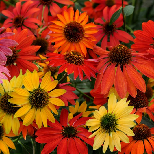 Green River 50 Cheyene Spirit Coneflower Seeds - Drought-Tolerant Decor Seeds for Pollinator Gardens, Perennial Blooms, Ideal for Summer Conditions