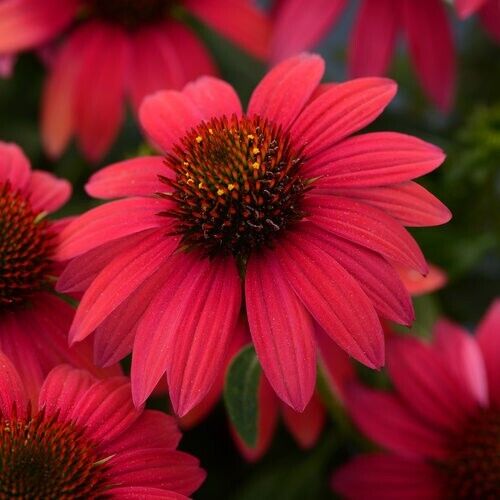 Green River 50 Baja Burgundy Coneflower Seeds - Drought-Tolerant Decor Seeds for Pollinator Gardens, Perennial Blooms, Ideal for Summer Conditions
