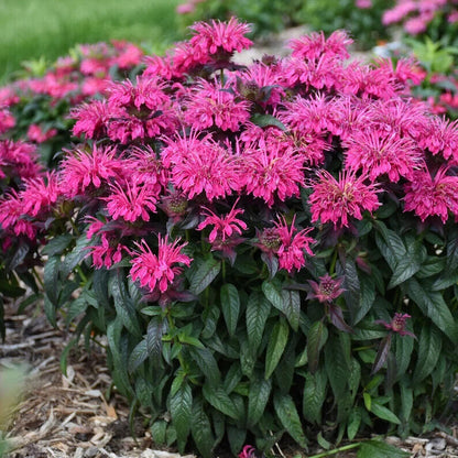 Green River 100 Berry Bee Balm Seeds Premium Perennial Flower Seeds for Pollinator Gardens & Cut Flowers Drought-Tolerant Deer Resistant Fragrant Purple Blooms Ideal for Outdoor Gardening Containers & Wildlife Habitats