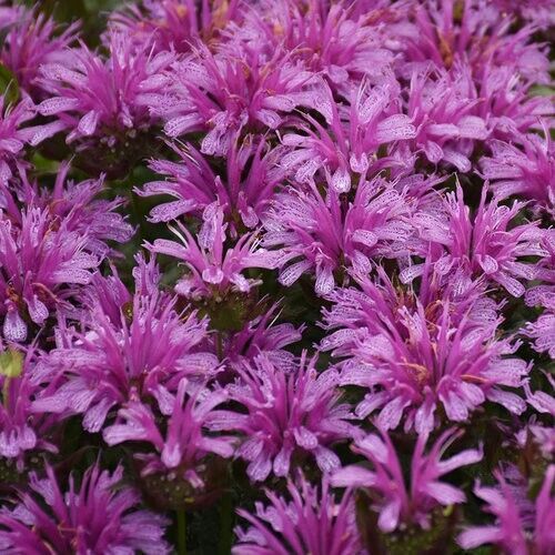 Green River 100 Amethyst Bee Balm Seeds Premium Perennial Flower Seeds for Pollinator Gardens & Cut Flowers Drought-Tolerant Deer Resistant Fragrant Purple Blooms Ideal for Outdoor Gardening Containers & Wildlife Habitats