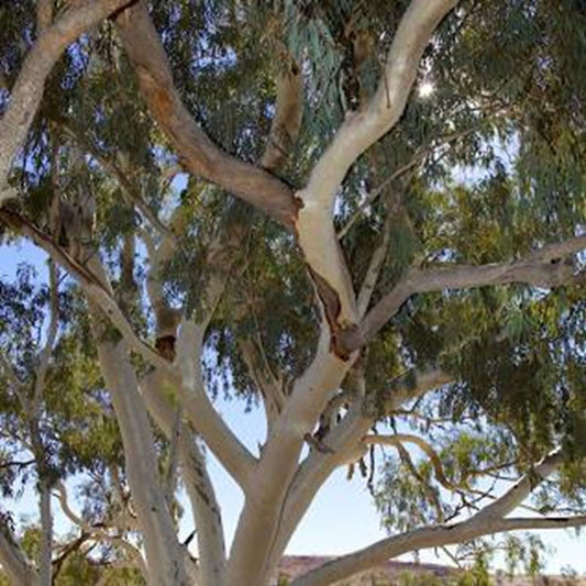 Green River 50 Camaldiensis Eucalyptus Seeds – Premium Fragrant Seeds for Gardening, Bouquets & Wreaths – Fast-Growing, Drought-Tolerant Ornamental Plant – Ideal for Flower Beds, Containers & Cottage Garden Decor