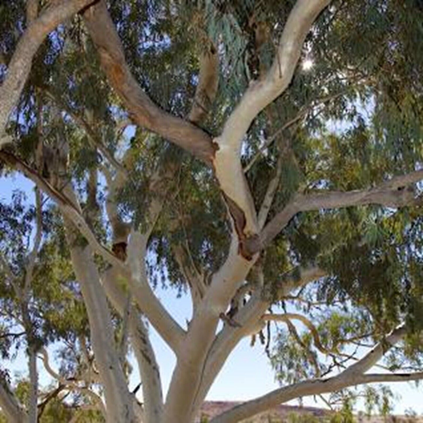 Green River 50 Camaldiensis Eucalyptus Seeds – Premium Fragrant Seeds for Gardening, Bouquets & Wreaths – Fast-Growing, Drought-Tolerant Ornamental Plant – Ideal for Flower Beds, Containers & Cottage Garden Decor