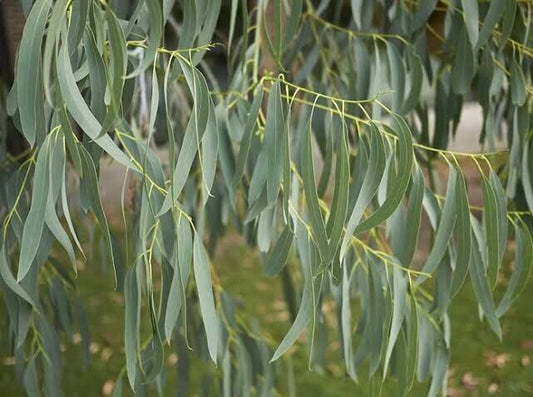 Green River 50 Spinning Gum Eucalyptus Seeds – Premium Fragrant Seeds for Gardening, Bouquets & Wreaths – Fast-Growing, Drought-Tolerant Ornamental Plant – Ideal for Flower Beds, Containers & Cottage Garden Decor