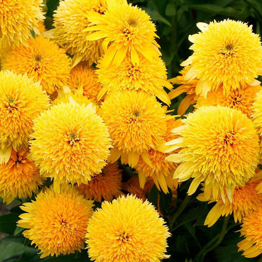 Green River 50 CaraYellow Coneflower Seeds - Drought-Tolerant Decor Seeds for Pollinator Gardens, Perennial Blooms, Ideal for Summer Conditions