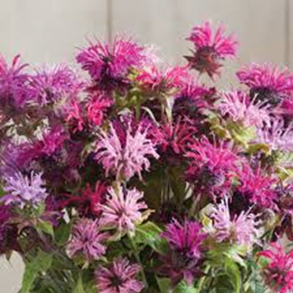 Green River 100  Double Mix Bee Balm Seeds Premium Perennial Flower Seeds for Pollinator Gardens & Cut Flowers Drought-Tolerant Deer Resistant Fragrant Purple Blooms Ideal for Outdoor Gardening Containers & Wildlife Habitats