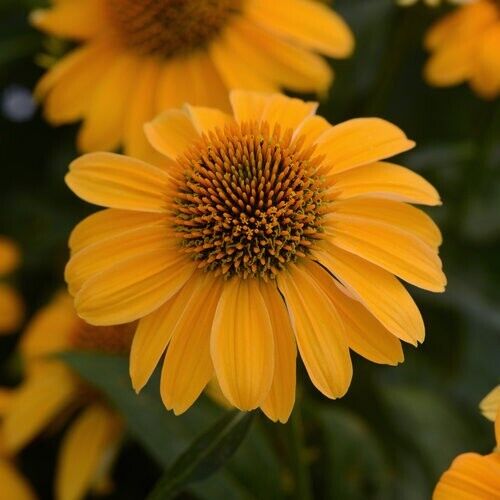 Green River 50 Grandpa Gold Coneflower Seeds - Drought-Tolerant Decor Seeds for Pollinator Gardens, Perennial Blooms, Ideal for Summer Conditions