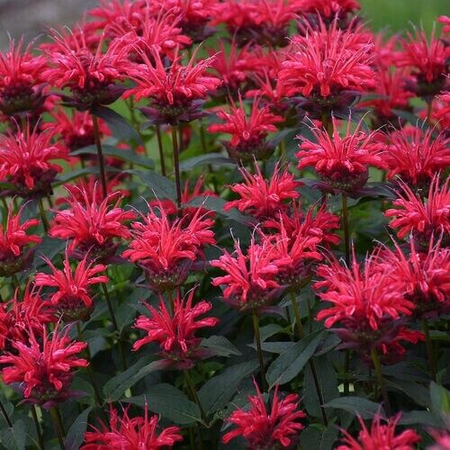 Green River 100 Red Velvet Bee Balm Seeds Premium Perennial Flower Seeds for Pollinator Gardens & Cut Flowers Drought-Tolerant Deer Resistant Fragrant Purple Blooms Ideal for Outdoor Gardening Containers & Wildlife Habitats
