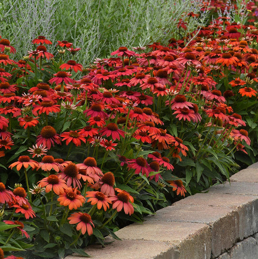 Green River 50 Red Ombre Coneflower Seeds - Drought-Tolerant Decor Seeds for Pollinator Gardens, Perennial Blooms, Ideal for Summer Conditions