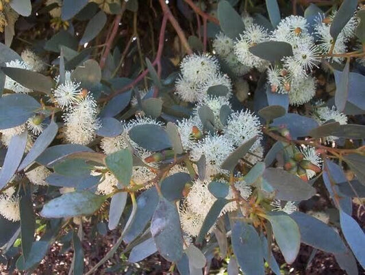 Green River 50 Moot Eucalyptus Seeds – Premium Fragrant Seeds for Gardening, Bouquets & Wreaths – Fast-Growing, Drought-Tolerant Ornamental Plant – Ideal for Flower Beds, Containers & Cottage Garden Decor