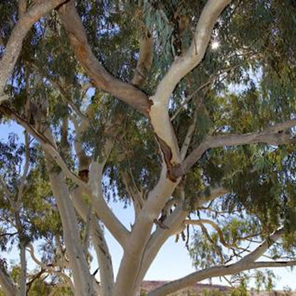 Green River 50 Camaldiensis Eucalyptus Seeds – Premium Fragrant Seeds for Gardening, Bouquets & Wreaths – Fast-Growing, Drought-Tolerant Ornamental Plant – Ideal for Flower Beds, Containers & Cottage Garden Decor