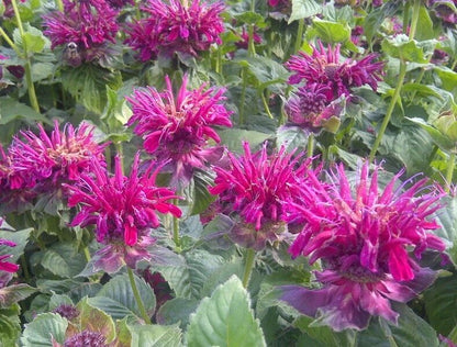 Green River 100 Fireball Bee Balm Seeds Premium Perennial Flower Seeds for Pollinator Gardens & Cut Flowers Drought-Tolerant Deer Resistant Fragrant Purple Blooms Ideal for Outdoor Gardening Containers & Wildlife Habitats