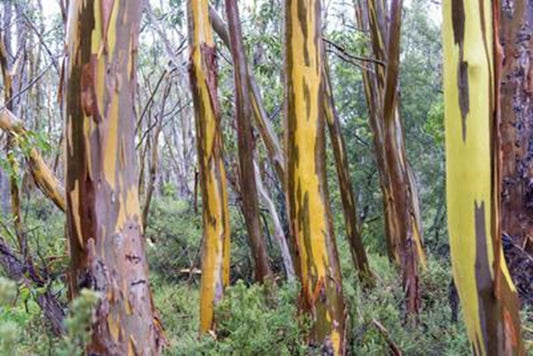 Green River 50 Tasmania yellow Eucalyptus Seeds – Premium Fragrant Seeds for Gardening, Bouquets & Wreaths – Fast-Growing, Drought-Tolerant Ornamental Plant – Ideal for Flower Beds, Containers & Cottage Garden Decor