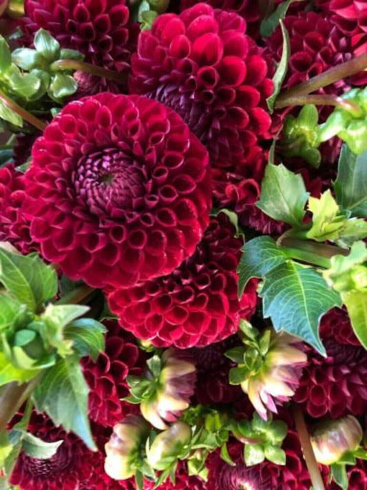 Green River Cornel Dahlia Perennial Flowers Seeds – 25 Premium Dahlia Flower Seeds for Bouquets, Borders & Pots – Vibrant Summer Blooms with green Foliage – Full Sun Cottage Garden & Pollinator-Friendly Premium Seed Pack