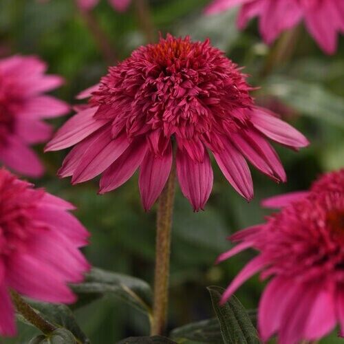 Green River 50 Watermelon Coneflower Seeds - Drought-Tolerant Decor Seeds for Pollinator Gardens, Perennial Blooms, Ideal for Summer Conditions