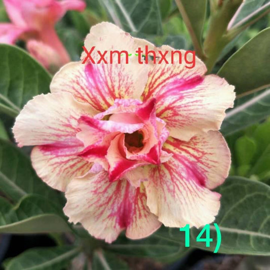 Green River 4 XX Thxng Desert Rose Seeds - Premium Exotic Succulent Flower Seeds for Indoor Pots Bonsai & Tropical Decor Drought-Tolerant, Easy to Grow Unique Trunk, Premium Seed Pack for Collectors