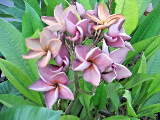 Green River 5 Lavender Plumeria Seeds - Flower Seed Pack, Premium Tropical Blooms, Fragrant Perennial Plants for Garden Charm, Ideal for Leis and Containers