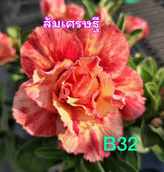 Green River 4 Fire Dancer Desert Rose Seeds - Premium Exotic Succulent Flower Seeds for Indoor Pots Bonsai & Tropical Decor Drought-Tolerant, Easy to Grow Unique Trunk, Premium Seed Pack for Collectors