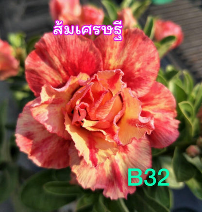 Green River 4 Fire Dancer Desert Rose Seeds - Premium Exotic Succulent Flower Seeds for Indoor Pots Bonsai & Tropical Decor Drought-Tolerant, Easy to Grow Unique Trunk, Premium Seed Pack for Collectors