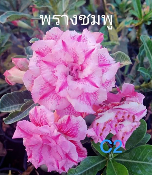 Green River 4 Tripple Bi Pink Desert Rose Seeds - Premium Exotic Succulent Flower Seeds for Indoor Pots Bonsai & Tropical Decor Drought-Tolerant, Easy to Grow Unique Trunk, Premium Seed Pack for Collectors