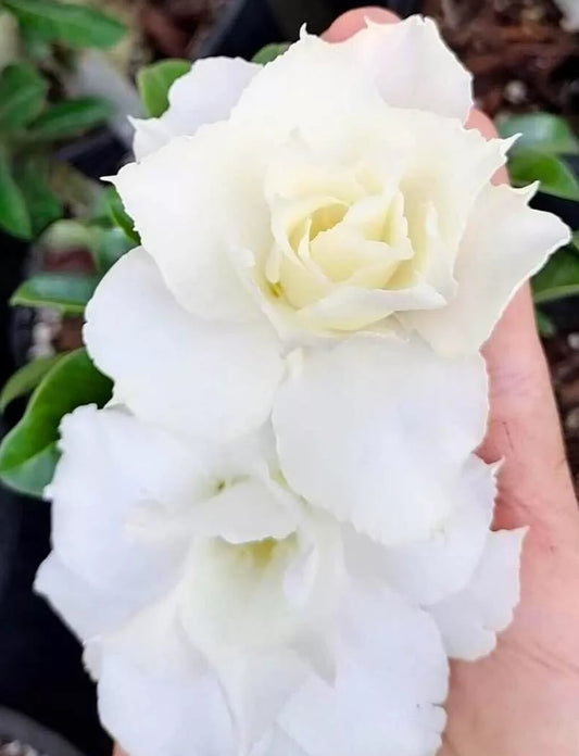 Green River 4 Tripple White Desert Rose Seeds - Premium Exotic Succulent Flower Seeds for Indoor Pots Bonsai & Tropical Decor Drought-Tolerant, Easy to Grow Unique Trunk, Premium Seed Pack for Collectors