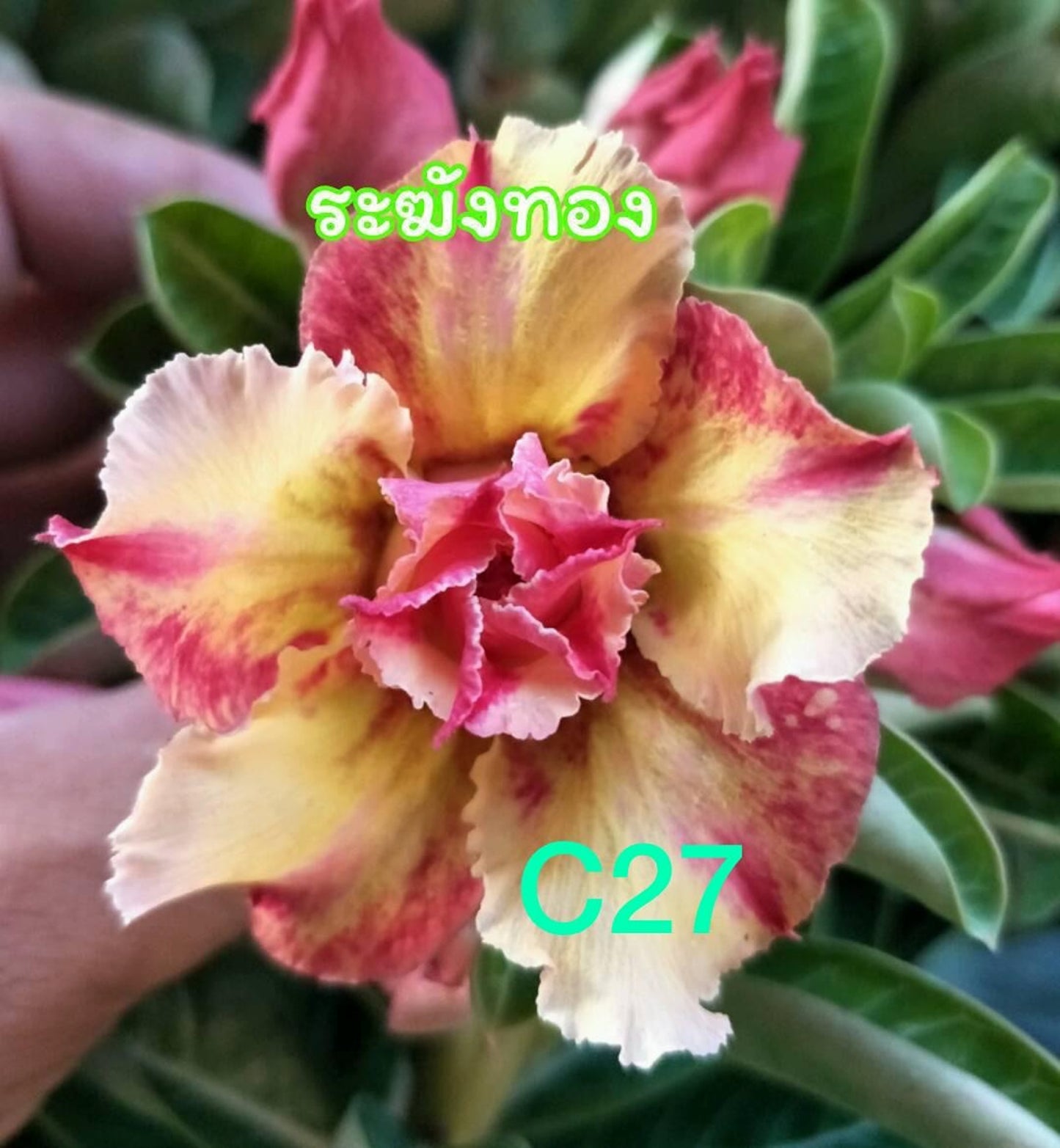 Green River 8 Magenta Yellow Desert Rose Seeds - Premium Exotic Succulent Flower Seeds for Indoor Pots Bonsai & Tropical Decor Drought-Tolerant, Easy to Grow Unique Trunk, Premium Seed Pack for Collectors