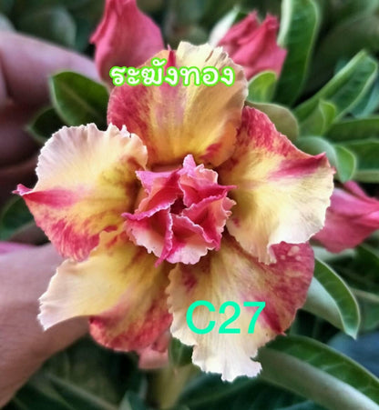 Green River 8 Magenta Yellow Desert Rose Seeds - Premium Exotic Succulent Flower Seeds for Indoor Pots Bonsai & Tropical Decor Drought-Tolerant, Easy to Grow Unique Trunk, Premium Seed Pack for Collectors