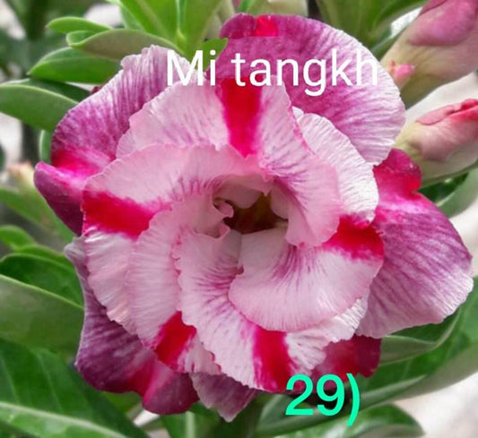 Green River 4 Mi Tangkh Desert Rose Seeds - Premium Exotic Succulent Flower Seeds for Indoor Pots Bonsai & Tropical Decor Drought-Tolerant, Easy to Grow Unique Trunk, Premium Seed Pack for Collectors