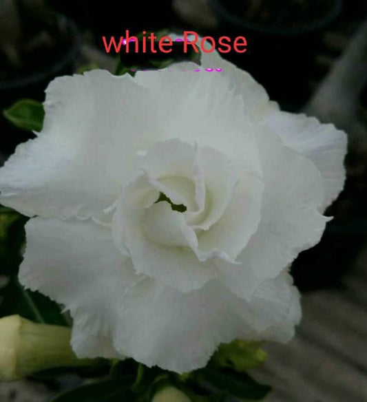 Green River 4 White Desert Rose Seeds - Premium Exotic Succulent Flower Seeds for Indoor Pots Bonsai & Tropical Decor Drought-Tolerant, Easy to Grow Unique Trunk, Premium Seed Pack for Collectors