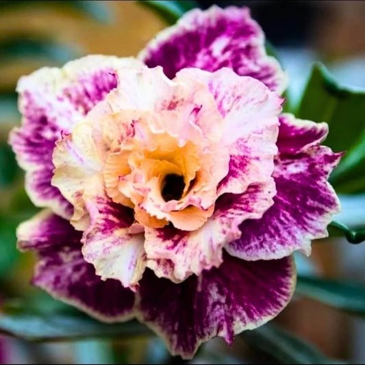 Green River 4 Blushing Apricot Desert Rose Seeds - Premium Exotic Succulent Flower Seeds for Indoor Pots Bonsai & Tropical Decor Drought-Tolerant, Easy to Grow Unique Trunk, Premium Seed Pack for Collectors