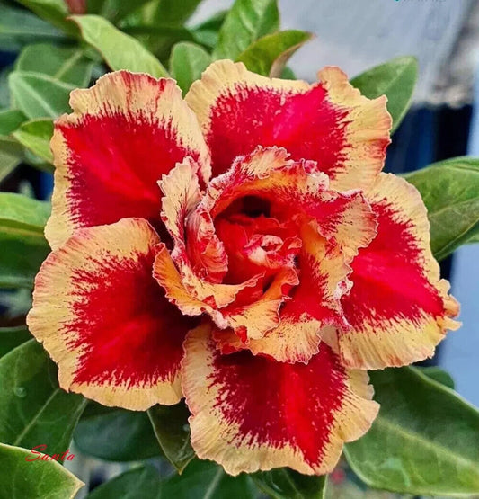 Green River 4 Red Mango Desert Rose Seeds - Premium Exotic Succulent Flower Seeds for Indoor Pots Bonsai & Tropical Decor Drought-Tolerant, Easy to Grow Unique Trunk, Premium Seed Pack for Collectors