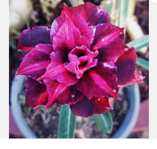 Green River 4 Raiden Desert Rose Seeds - Premium Exotic Succulent Flower Seeds for Indoor Pots Bonsai & Tropical Decor Drought-Tolerant, Easy to Grow Unique Trunk, Premium Seed Pack for Collectors