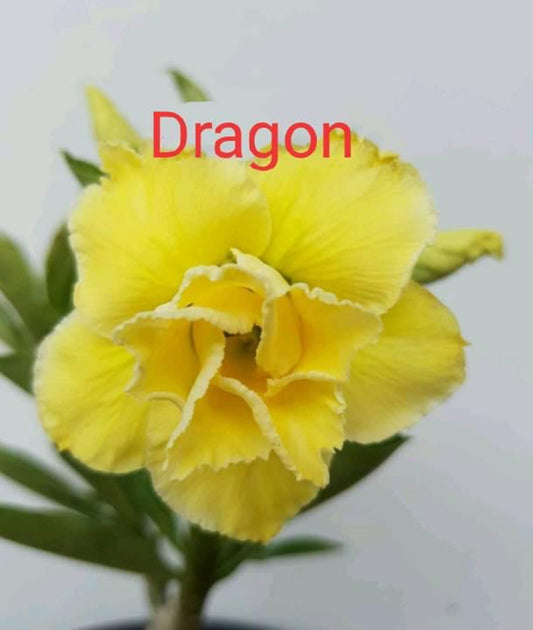 Green River 4 Dragon Desert Rose Seeds - Premium Exotic Succulent Flower Seeds for Indoor Pots Bonsai & Tropical Decor Drought-Tolerant, Easy to Grow Unique Trunk, Premium Seed Pack for Collectors