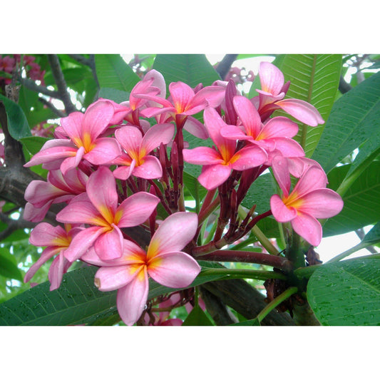 Green River 5 Light Pink Orange Plumeria Seeds - Flower Seed Pack, Premium Tropical Blooms, Fragrant Perennial Plants for Garden Charm, Ideal for Leis and Containers