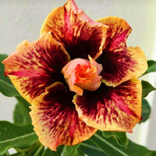 Green River 4 Burning Flame Desert Rose Seeds - Premium Exotic Succulent Flower Seeds for Indoor Pots Bonsai & Tropical Decor Drought-Tolerant, Easy to Grow Unique Trunk, Premium Seed Pack for Collectors