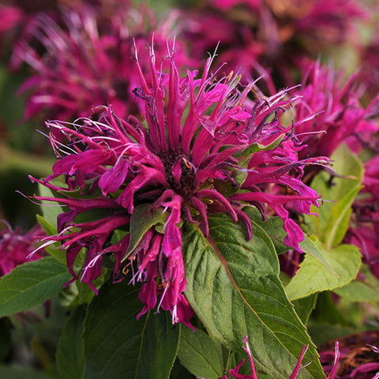 Green River 100 Mulberry Bee Balm Seeds Premium Perennial Flower Seeds for Pollinator Gardens & Cut Flowers Drought-Tolerant Deer Resistant Fragrant Purple Blooms Ideal for Outdoor Gardening Containers & Wildlife Habitats