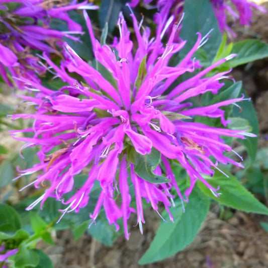Green River 100 Lilac Bee Balm Seeds Premium Perennial Flower Seeds for Pollinator Gardens & Cut Flowers Drought-Tolerant Deer Resistant Fragrant Purple Blooms Ideal for Outdoor Gardening Containers & Wildlife Habitats
